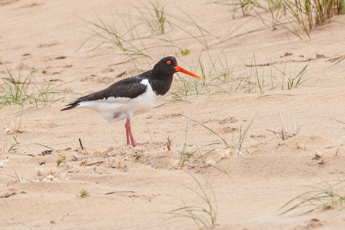 Norfolk 2013 (05)